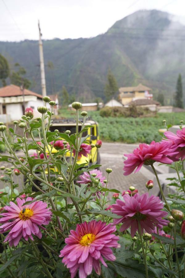 Homestay Lereng Bromo Exterior photo